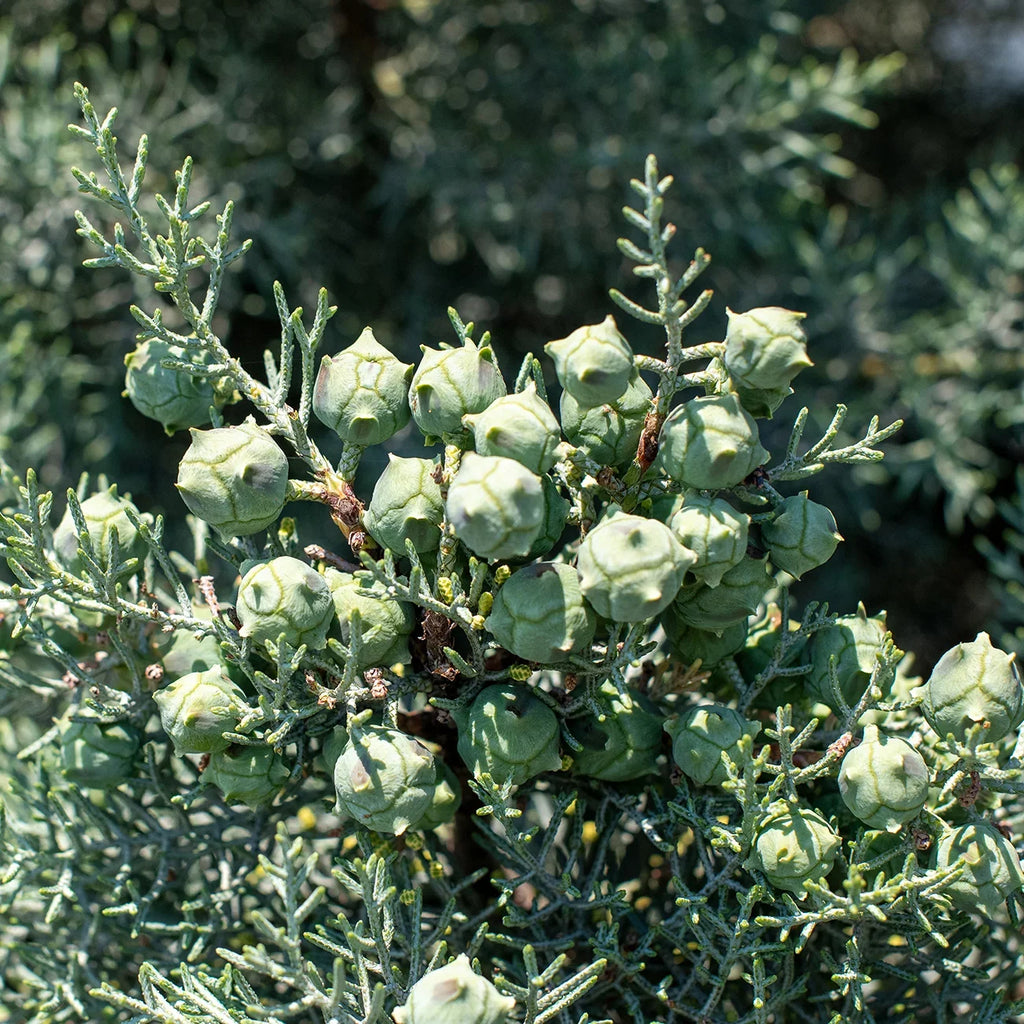 3 Gal. Carolina Sapphire Cypress Tree - Fast Growing - Unique Blue Green Foliage - Exclusive Design