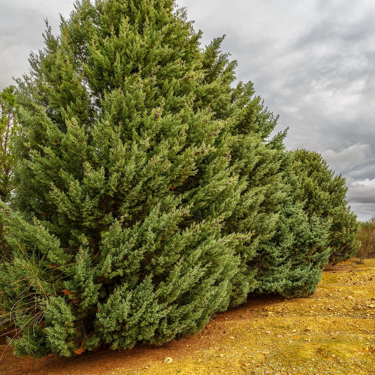 3 Gal. Carolina Sapphire Cypress Tree - Fast Growing - Unique Blue Green Foliage - Exclusive Design