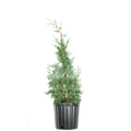 3 Gal. Carolina Sapphire Cypress Tree - Fast Growing - Unique Blue Green Foliage - Exclusive Design